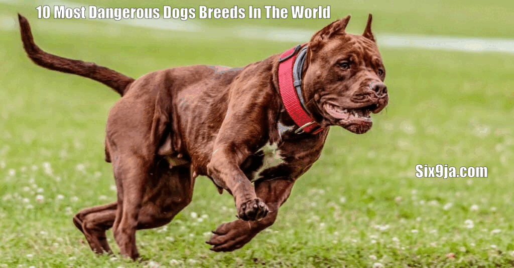 10 Most Dangerous Dogs Breeds In The World