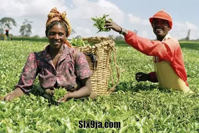 How To Get Loans For Farmers In Nigeria